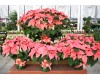 Pink Poinsettia